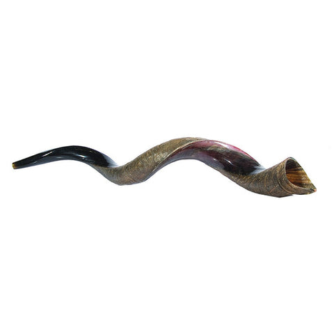 Large Yemenite Polished Shofar 36"-39"