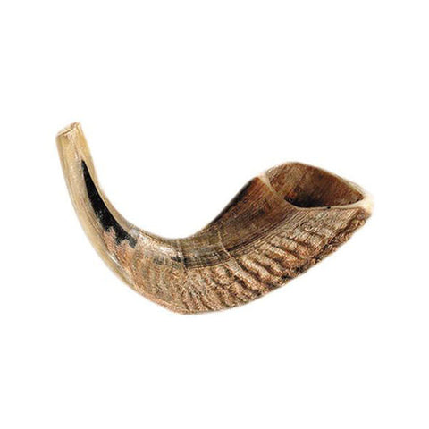 Ram's Horn Shofar 8"- 10"