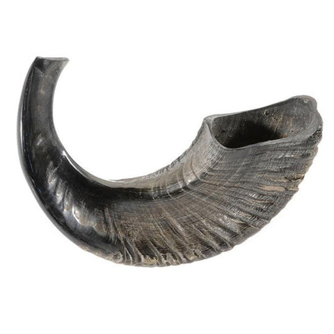 Natural Curve Ram's Horn Shofar 13"-14"